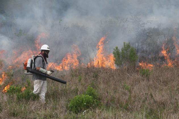 A 2.5 acre plot of the Cajun Prairie Restoration site north of the Union Pacific railroad tracks was subjected to a controlled burn on Tuesday. Biologist and retired LSUE Professor Malcolm Vidrine was present and said the burn helps rid the site of non-native plants and the ash stimulates the deep native roots. The native plants have roots that can  grow as deep as 16 feet below the surface. The Cajun Prairie Habitat Preservation Society also has a 10-acre site on the south side of the tracks. The 10-acre p
