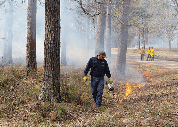Adam Gordon, of Oakdale, uses a drip torch during a prescribed burn training at the Louisiana Ecological Forestry Center near Florien on March 12. (Photo by Olivia McClure/LSU AgCenter)