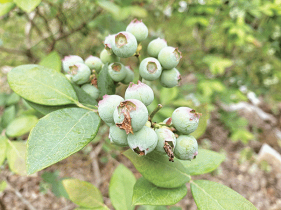 Southern highbush blueberries, needing fewer chill hours, are ideal for mild winters and bear fruit earlier in the season. Photo by Heather Kirk-Ballard/LSU AgCenter