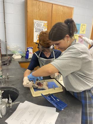 Kasey Marcantel’s  biology students at St. Edmund High are studying different body systems and organs of the frog, through the dissection of a bullfrog. From this lesson, students should be able to distinguish the different organs needed for the body to function. 