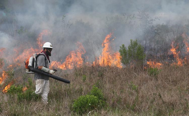 A 2.5 acre plot of the Cajun Prairie Restoration site north of the Union Pacific railroad tracks was subjected to a controlled burn on Tuesday. Biologist and retired LSUE Professor Malcolm Vidrine was present and said the burn helps rid the site of non-native plants and the ash stimulates the deep native roots. The native plants have roots that can  grow as deep as 16 feet below the surface. The Cajun Prairie Habitat Preservation Society also has a 10-acre site on the south side of the tracks. The 10-acre p