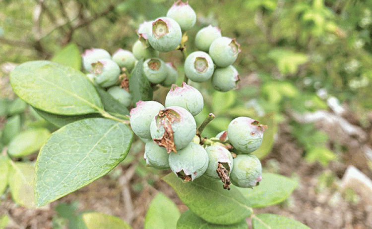 Southern highbush blueberries, needing fewer chill hours, are ideal for mild winters and bear fruit earlier in the season. Photo by Heather Kirk-Ballard/LSU AgCenter