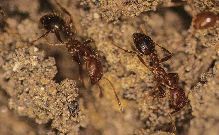 Fire ants can bite and sting. Venom causes the stinging pain. (Photo by Claudia Hussender/LSU AgCenter)