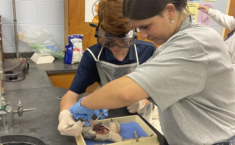 Kasey Marcantel’s  biology students at St. Edmund High are studying different body systems and organs of the frog, through the dissection of a bullfrog. From this lesson, students should be able to distinguish the different organs needed for the body to function. 