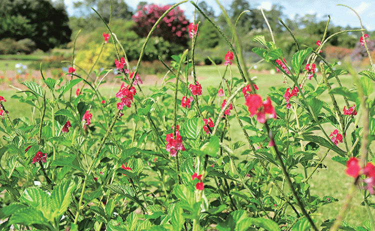 Porterweed is a great nectar source for pollinators. (Photo by Ashley Hickman/ LSU AgCenter)