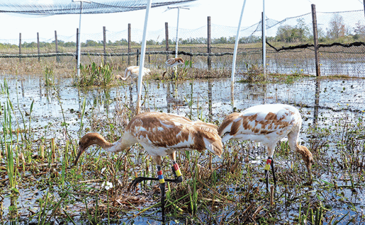 Juvenile whooping cranes released at White Lake Wetlands Conservation Area. (Louisiana Wildlife and Fisheries photo)