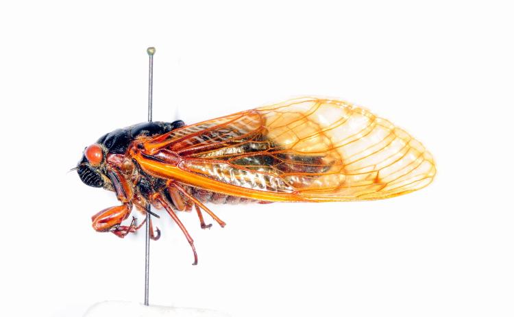 Multiple species of periodical cicadas, including this Magicicada tredecim, have historically existed in Louisiana. Photo courtesy of Louisiana State Arthropod Museum