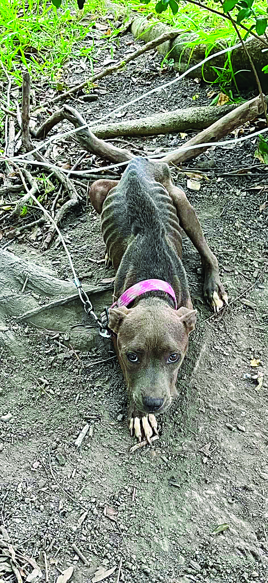 Chained malnourished canine  