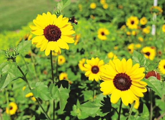 Pollinators love Suncredible yellow sunflowers. (Photo by Heather Kirk-Ballard/LSU Ag-Center)