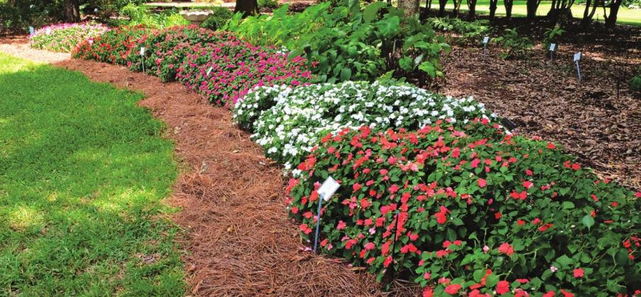 Beacon impatiens add a splash of color to shaded areas. (Photo by Heather Kirk-Ballard/ LSU AgCenter)