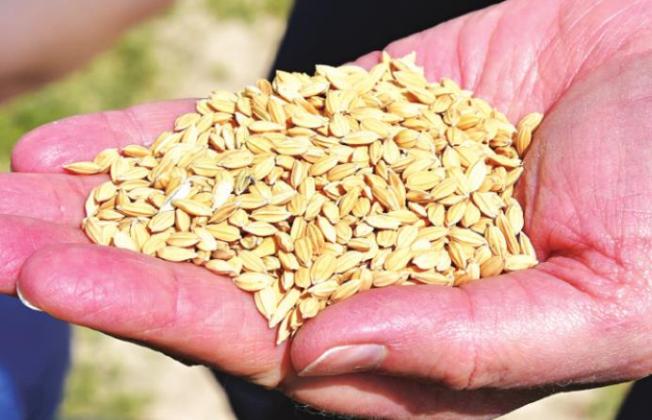 Nan Wallis of Wetlands Sake holds a handful of rice. The short-grain rice variety, Pirogue, was developed in 2003 at the H. Rouse Caffey Rice Research Station by now-retired rice breeder (Steve Linscombe. Photo by Bruce Schultz/LSU AgCenter)