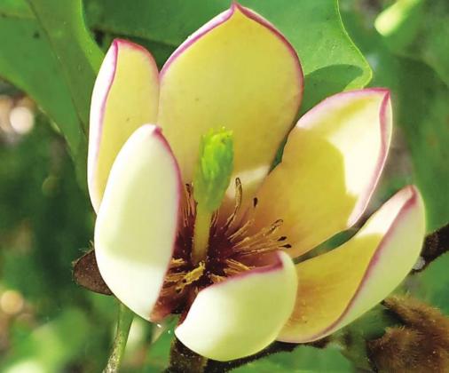 Banana shrubs make creamy yellow flowers that smell like bananas on an evergreen shrub. (LSU AgCenter file photo)