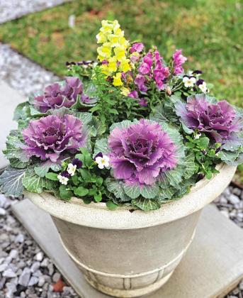 Ornamental kale, snapdragons and sorbet violas make a dazzling plant display for fall and winter. (Photo by Heather Kirk-Ballard/ LSU AgCenter)