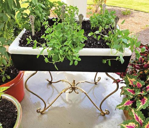 You can utilize recycled materials for container planting arrangements. Group different containers together for a variety of options. (Photo by Jennifer Johnson, a Get it Growing reader)