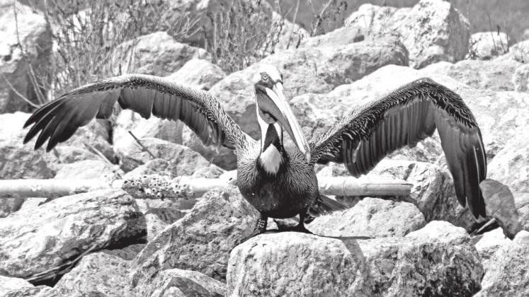 The brown pelican photographed by LDWF biologist Casey Wright on Queen Bess Island in March 2021.
