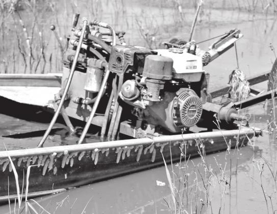 Apple snail egg masses grow on a crawfish boat in St. James Parish. To prevent spreading, AgCenter entomologist Blake Wilson recommends thoroughly cleaning equipment before moving it from infested to non-infested ponds. (Photo by Blake Wilson/LSU AgCenter)