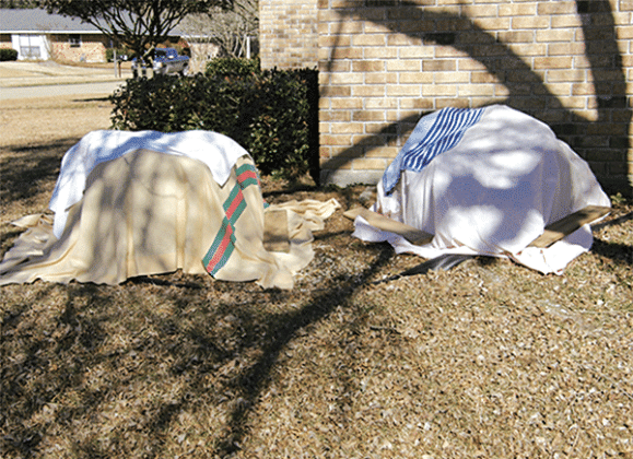 Old blankets cover tender shrubs during a freeze. Notice the pieces of wood holding the cover down at the ground. These ensure the cover doesn’t move, sealing in warmth. (LSU AgCenter file photo)