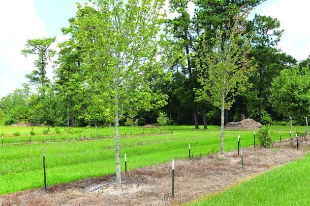 (Left) Staking can provide stability for newly planted trees. At right, Damon Abdi, assistant professor of landscape horticulture at the LSU AgCenter Hammond Research Station, displays a variety of materials that can be used to connect trees to their stakes.