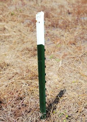 Metal fenceposts are a popular choice for tree stakes.
