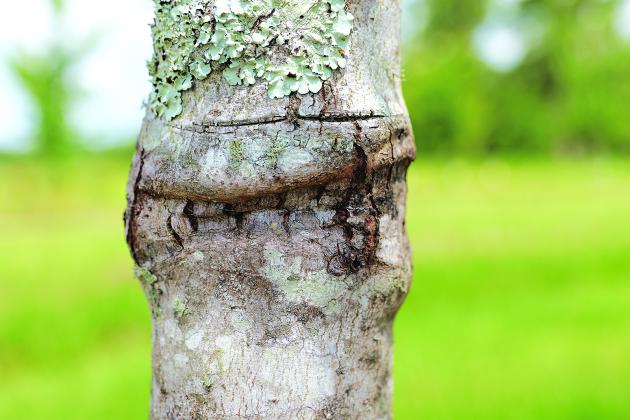 Trees generally should not be staked for more than one growing season. When staking materials are left in place too long, they can girdle a growing tree and cause unsightly damage to its trunk.