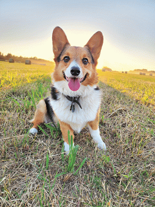 Case, a 4-year-old corgi from Vermilion Parish, is winner of the AFBF People’s Choice Pup social media contest. (Submitted photo)
