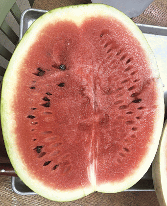The Red-N-Sweet watermelon has dark red, sweet flesh. It was the last watermelon released from the Calhoun Research Station. Photo by Kerry D. Heafner