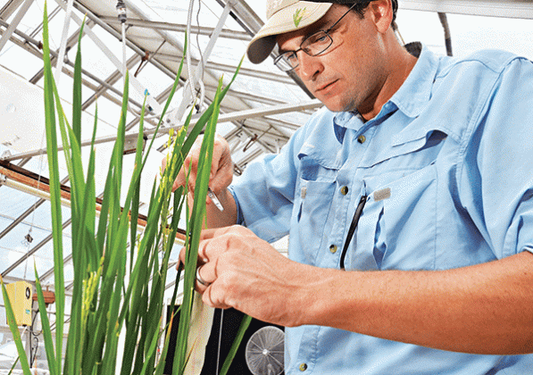 LSU AgCenter rice breeder Adam Famoso working in a greenhouse at the H. Rouse Caffey Rice Research Station. Famoso was recently named director of the station. (LSU AgCenter file photo)