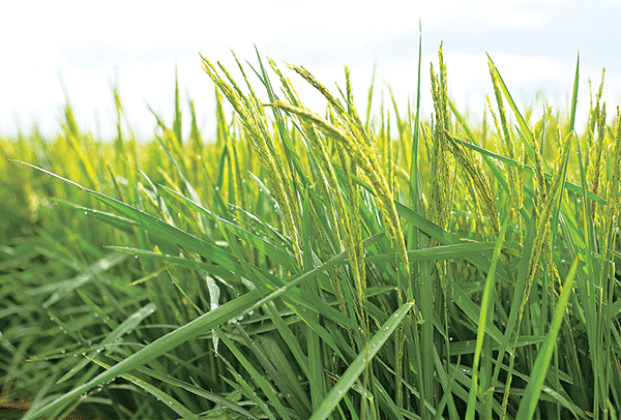 Rice acres are expected to stay about the same in 2025. (LSU AgCenter file photo)