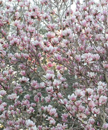 A Japanese magnolia blooms in a display that suggests spring is starting. However, the blooms this year are greeted with temperatures in the 20s. In 2021, the blooms were greeted with an icy storm in February. (Photo by Harlan Kirgan)
