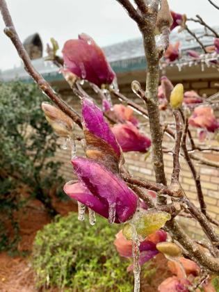 Icy blooms. (LSU AgCenter photo)