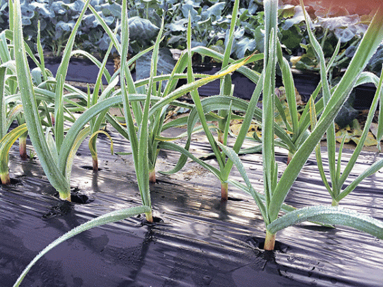 Garlic is perhaps one of the most frequently used herbs in cooking. It grows well in Louisiana. (Photo by Kiki Fontenot/LSU AgCenter)