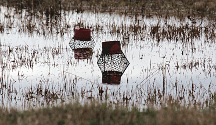 Crawfish traps in a pond east of Eunice are likely empty according to an LSU AgCenter expert. The crawfish season is off to a late start and even when it does arrive the supply is forecast to be low in comparison to most years. (Photo by Harlan Kirgan)
