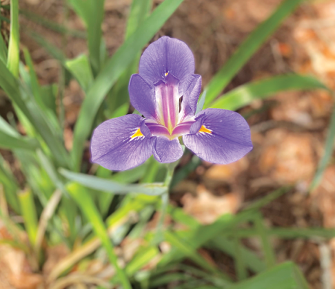 Louisiana iris makes a great plant selection for wet areas. (Photo by Heather Kirk-Ballard/LSU AgCenter)