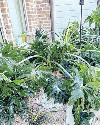 Sensitive plants such as tropical plants will suffer from freezing temperatures. Wait to prune until the spring when all danger of freezing has passed.
