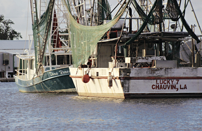 Shrimp boats stay docked in Bayou Dulac, Louisiana, on Nov. 4, 2024. (Photo bu Wes Muller/Louisiana Illuminator)