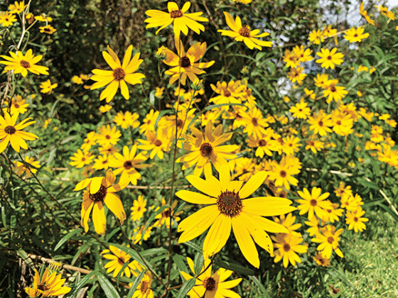 Gardening trends include planting to save the planet. Gardeners can plant fast-growing native trees, native grasses and herbaceous perennials. (Photo by Anna Ribbeck/LSU AgCenter)