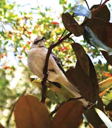 Bird eats fruit from an Arrowwood viburnum tree. 