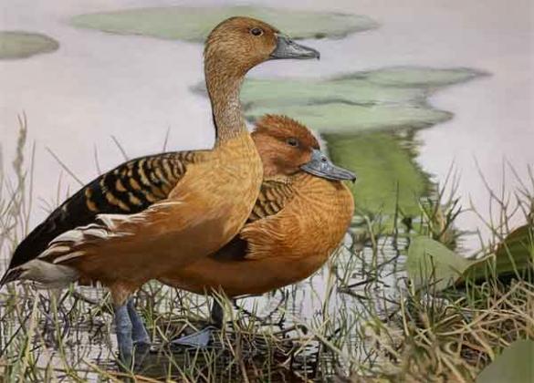 The winning 2022 Louisiana Duck Stamp by Louisiana’s Elaine Erikson.