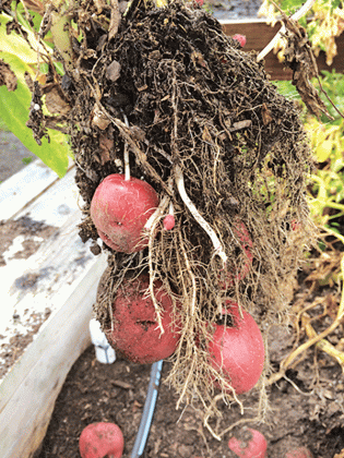 Potatoes can be harvested by digging carefully around the roots and gently pulling the plants from the soil. (Photo by Kathryn Fontenot/LSU AgCenter)