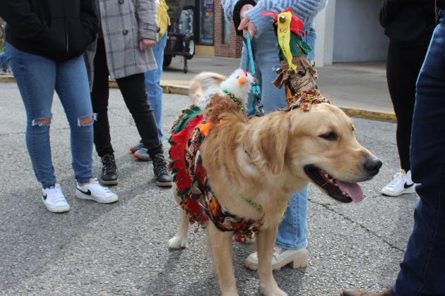 Boudin, a one year old  German Shepherd, has a chicken riding on his back. Owners are Bethany and Alex Creede of Houston.