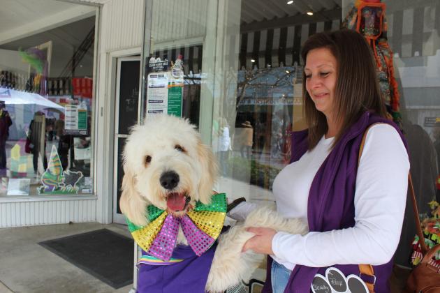Scooby, a 8-month-old Goldendoodle, is waiting for the Parade of Paws to begin. Owner is Ashley Sebastian.