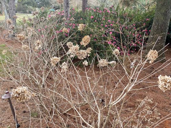 Summer-blooming shrubs such as panicle hydrangeas and those that bloom on new wood growth can be cut back this time of year to tidy up the lawn before they put on new growth.  (Photo by Heather Kirk-Ballard/LSU AgCenter)  