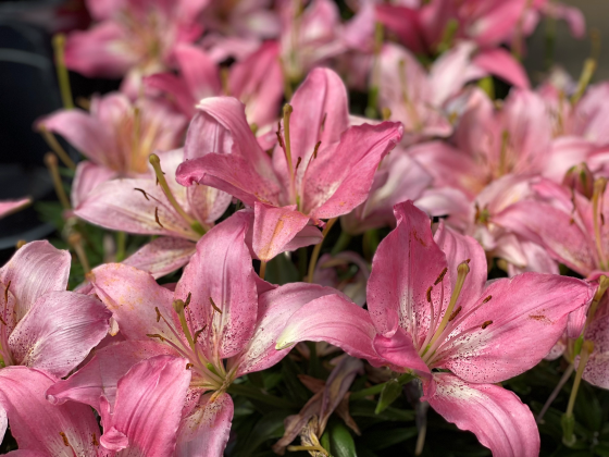 The lily was named plant of the year by the National Garden Bureau. They make great cut flowers, and they grow well in the garden. (Photo by Heather Kirk-Ballard/LSU AgCenter)