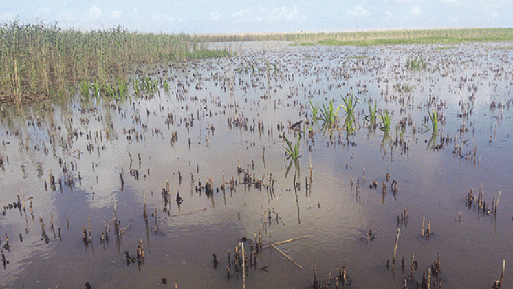 Dead roseau cane stems. (Photo by Rodrigo Diaz/LSU AgCenter)