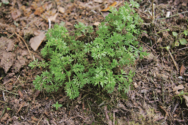 Take care of cool-season winter weeds before lawns green up in the spring. (Photo by Heather Kirk-Ballard/LSU AgCenter)