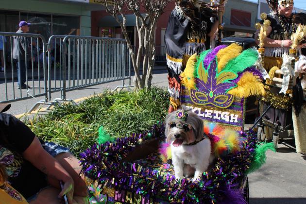 Rhyleigh, a two year old Yorkie, waits for the Parade of Paws parade to begin. Her owner is Tessa Saizon of New Roads.