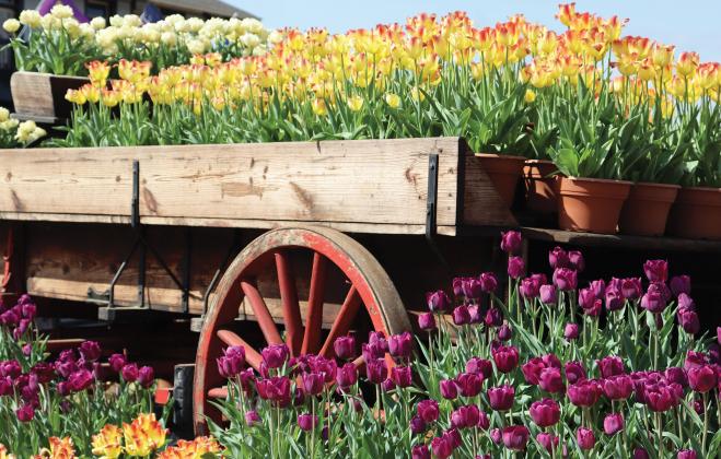 A photo of tulips shot by Anna Poe is the primary photo for March in the 2022 LSU AgCenter Get It Growing calendar. Tulips are some of the most popular flowers of spring. They are highly prized as cut flowers. There are numerous cultivars and varieties, and they have been important throughout history. (Photo by Anna Poe)