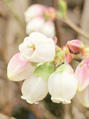 Rabbiteye blueberry is ideal for Louisiana landscapes, valued for both its fruit and ornamental qualities. (LSU AgCenter file photo)