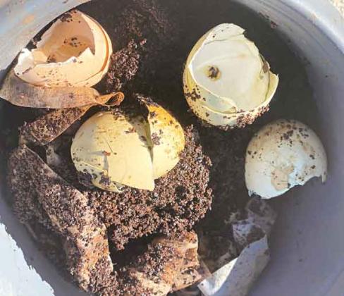 Coffee grounds and eggshells are excellent kitchen scraps to compost for use in the garden. (Photo by Heather Kirk-Ballard/LSU AgCenter)