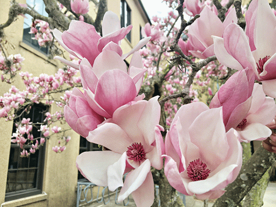 Japanese magnolia flowers are extremely fragrant and make gorgeous cut flowers to bring in, arrange and enjoy. (Photo by Heather Kirk-Ballard/LSU AgCenter)